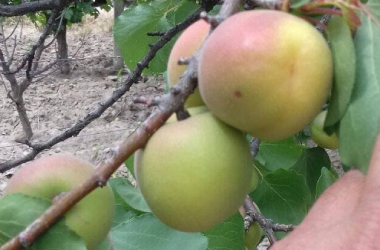 Produccion de Ciruela