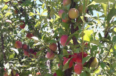 Produccion de Damasco