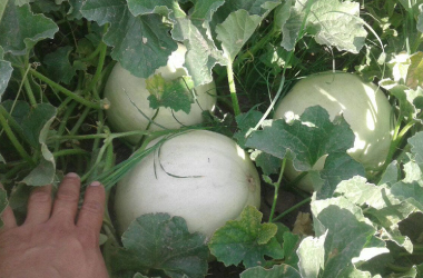 Produccion de Melon