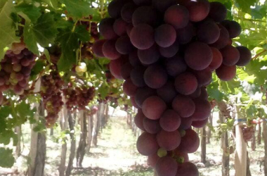 Produccion de Uvas