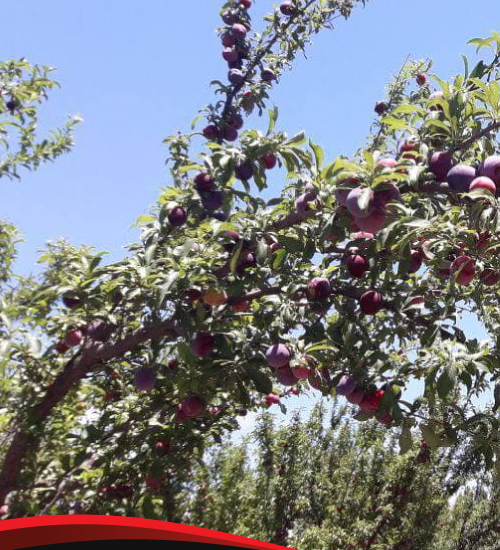 Rio Dorado - Productores Frutihortícolas