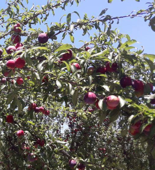Rio Dorado - Productores Frutihortícolas